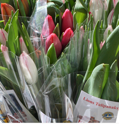 Tulipanaksjonen 2023